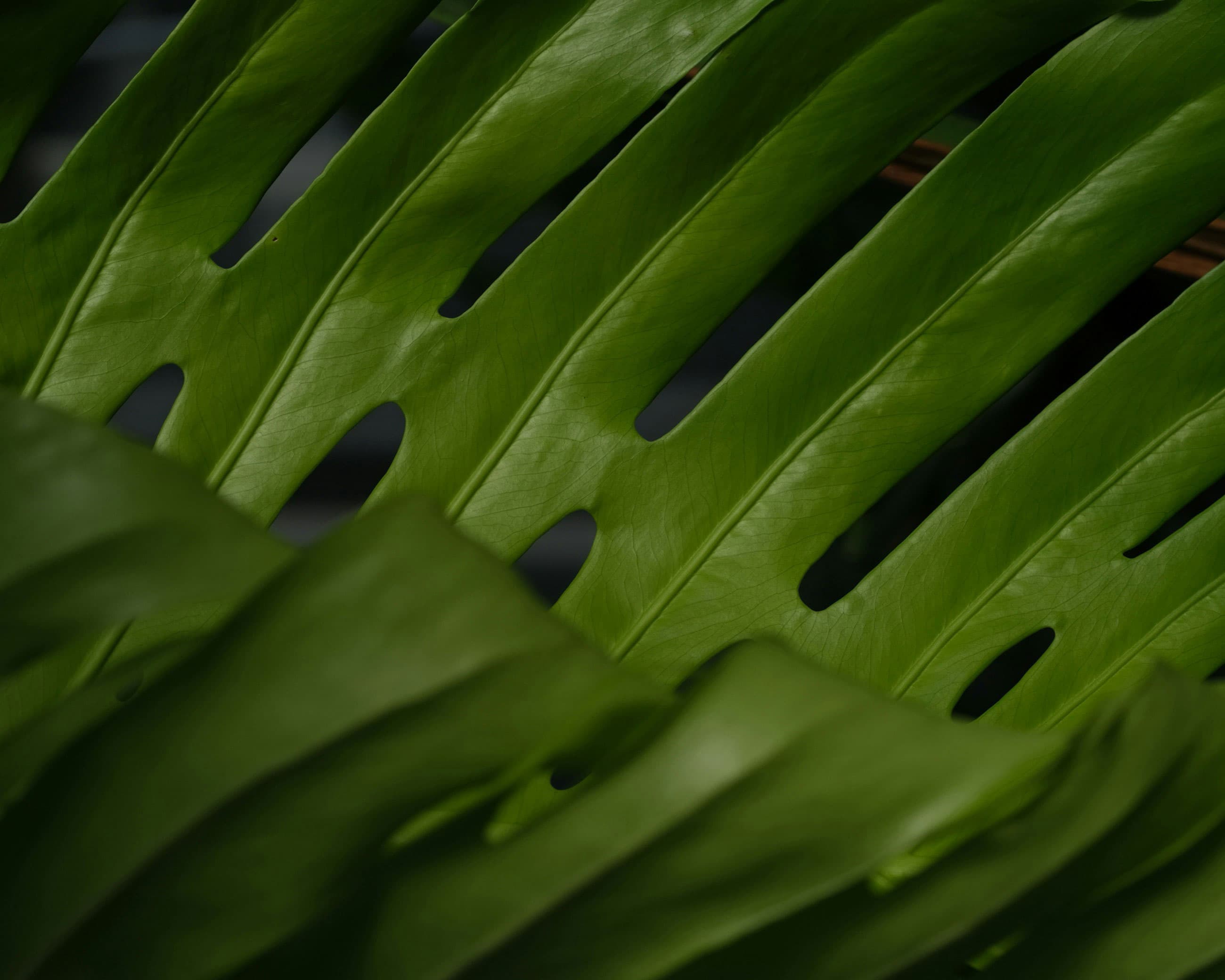 Close up of monstera leaf