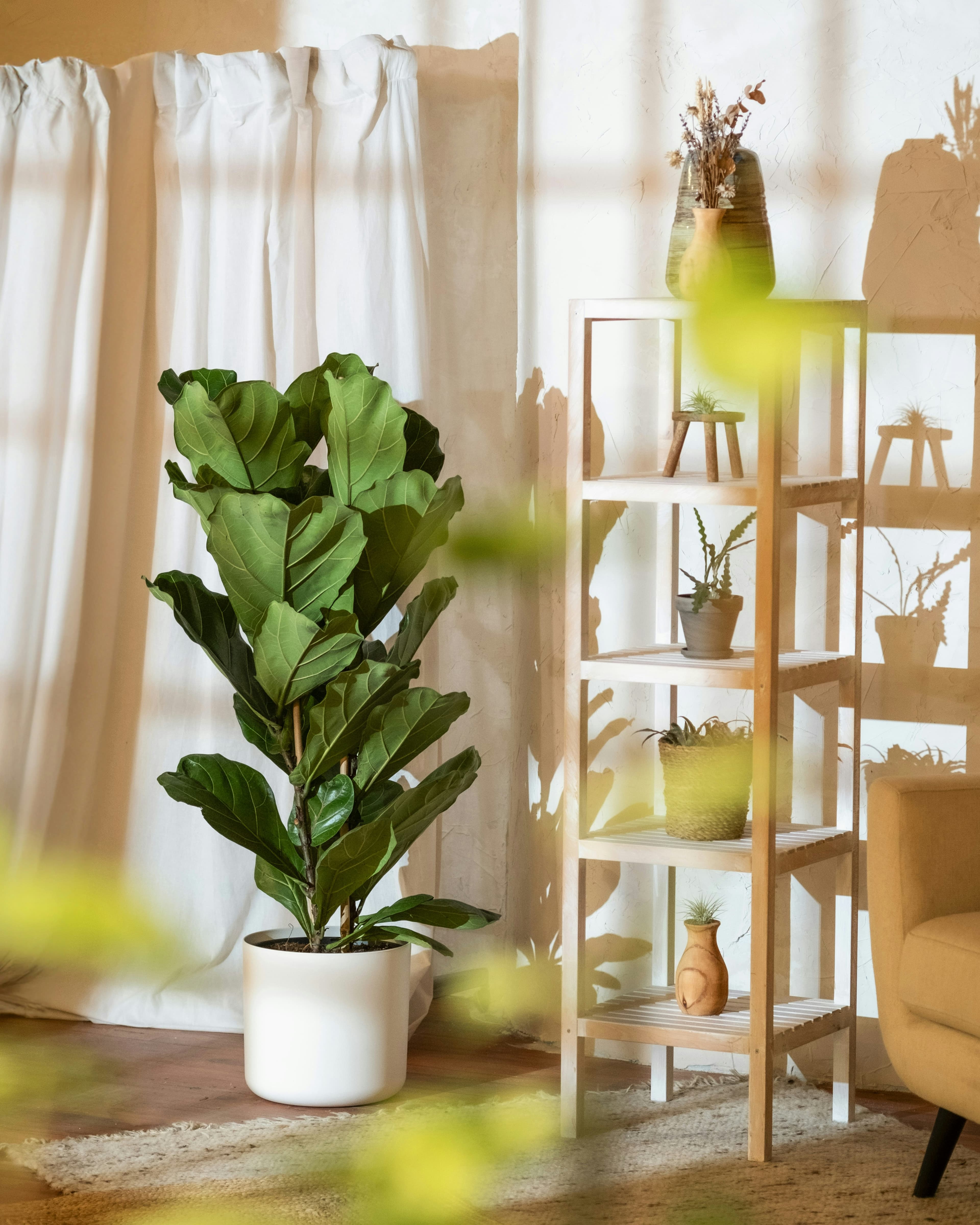 Fiddle leaf fig in a living room